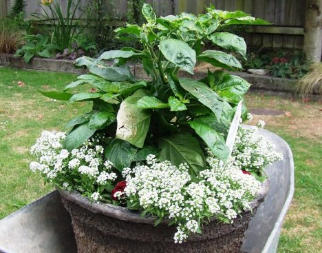 Sweet alyssum and chilli plant