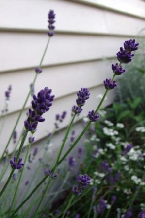 English Lavender