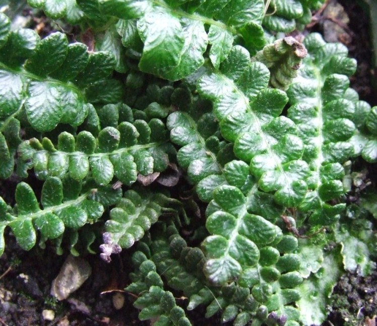 Blechnum penna-marina (Alpine Hard Fern)