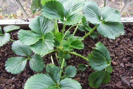 Strawberry plant
