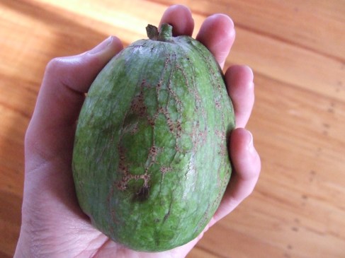 Fergus the Feijoa