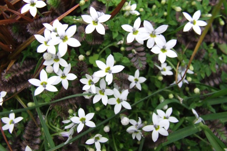 Pratia pedunculata & Leptinella squalida 'Platts Black'
