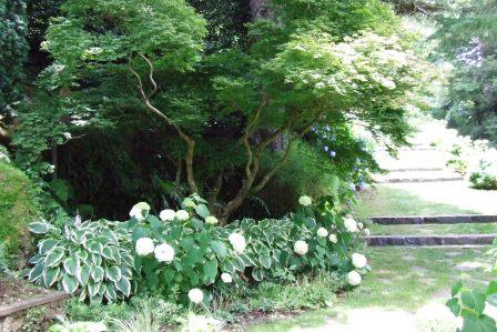 Hydrangeas and hostas