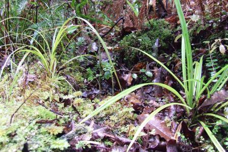Native bush planting