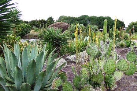 Cacti and succulents