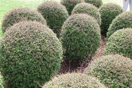 Muehlenbeckia astonii