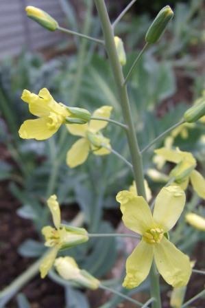 Cabbage flowers