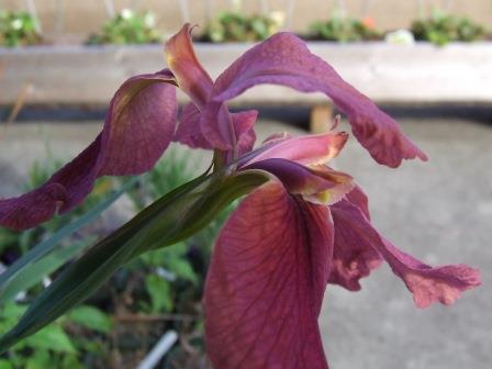 Iris nelsonii - Abbeville Red