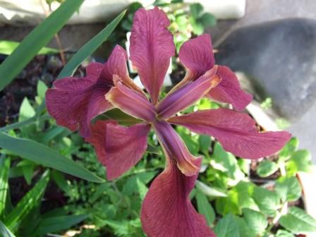 Iris nelsonii - Abbeville Red