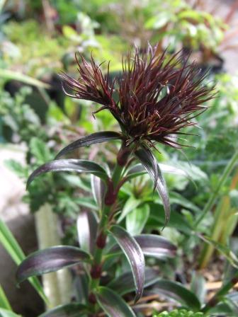 Dianthus barbatus var. nigrescens 'Sooty'