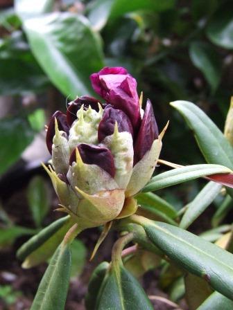 Rhododendron 'Black Sport'