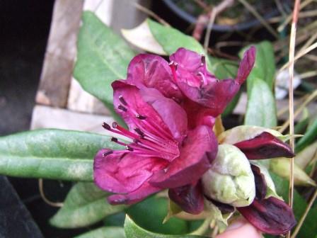 Rhododendron 'Black Sport'