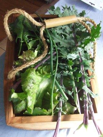 Trug of salad greens