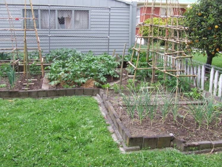 Vege garden 4