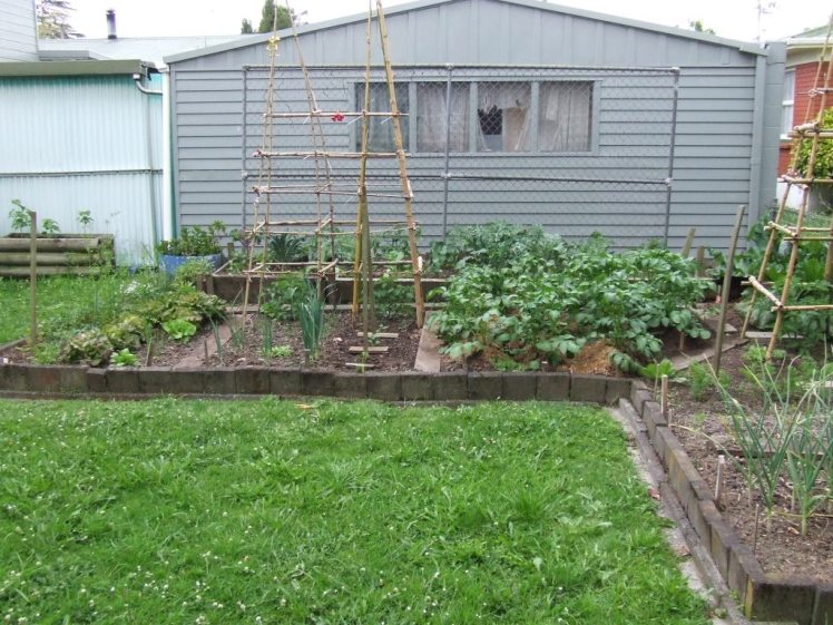 Vege garden 3