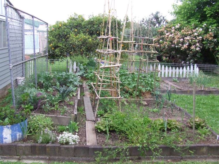Vege garden 1