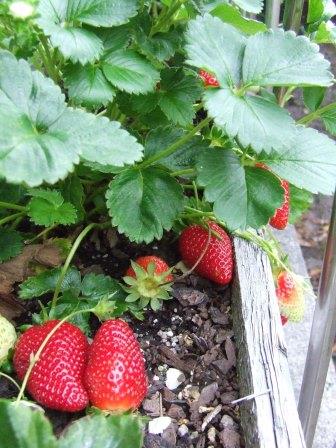 Strawberries
