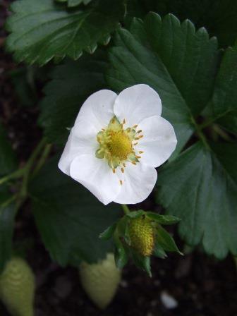 Strawberry flower