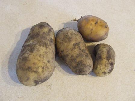 Potato 'Agria'