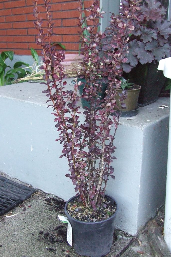 Berberis 'Helmond Pillar'
