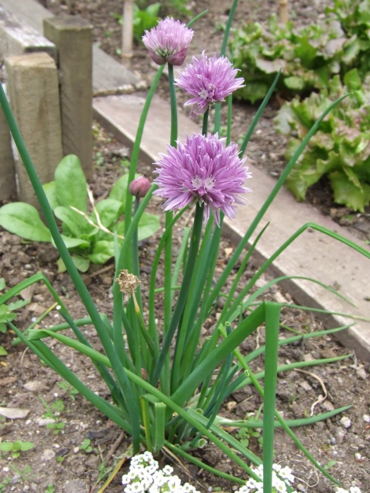 Chives