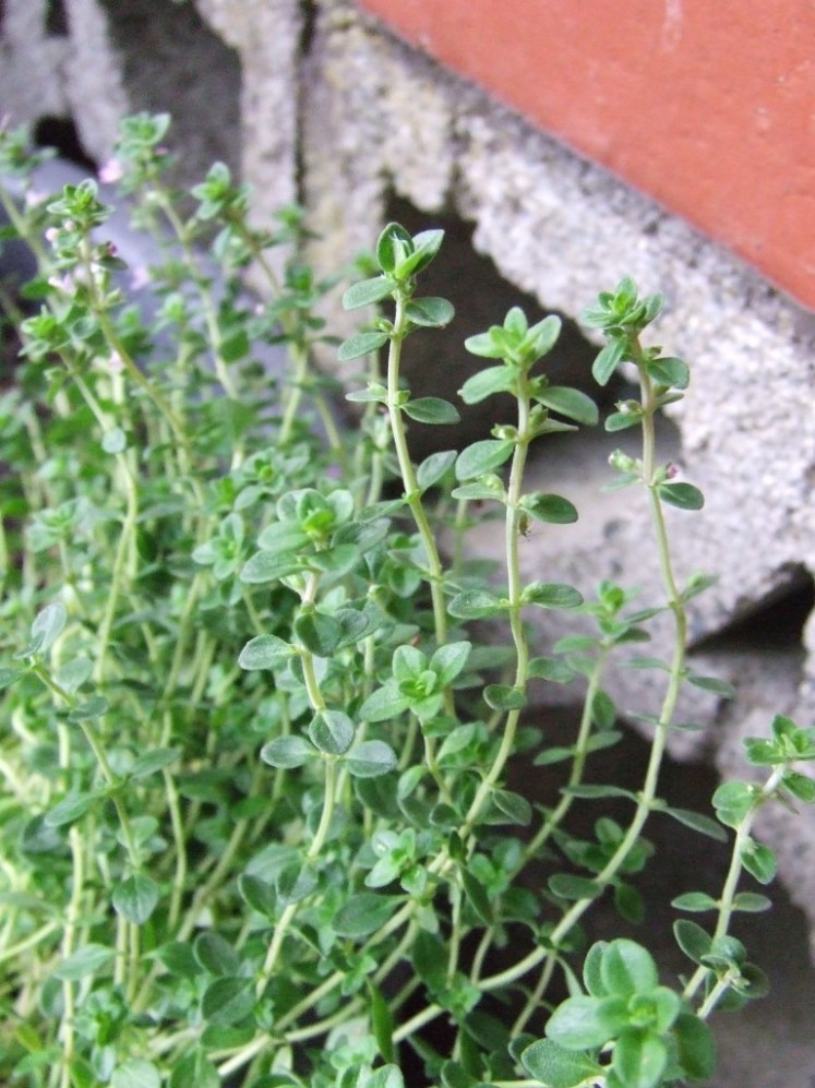 Lemon thyme