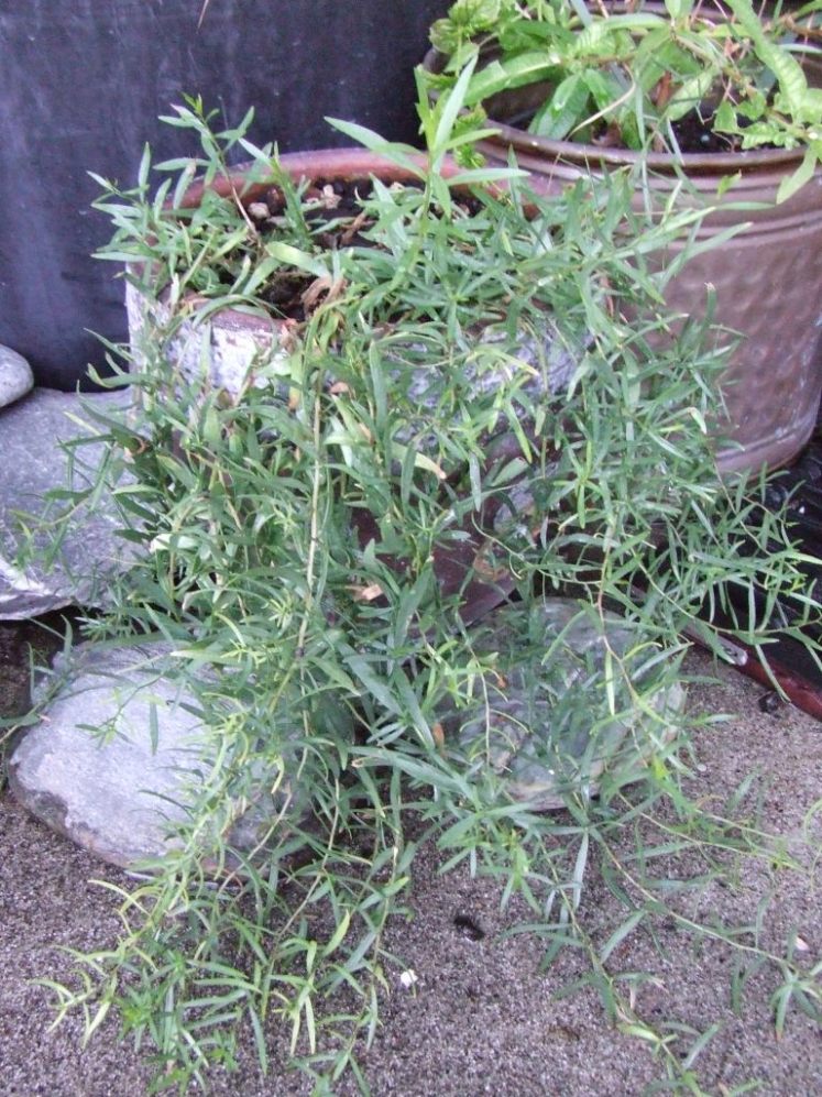 French tarragon