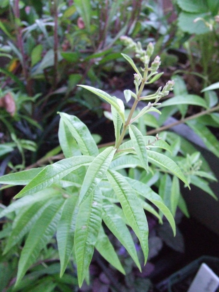 Lemon verbena