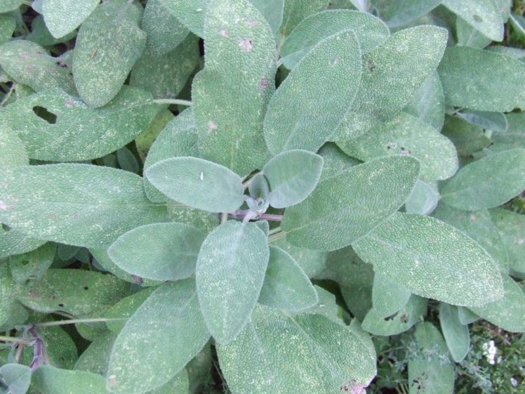 Sage