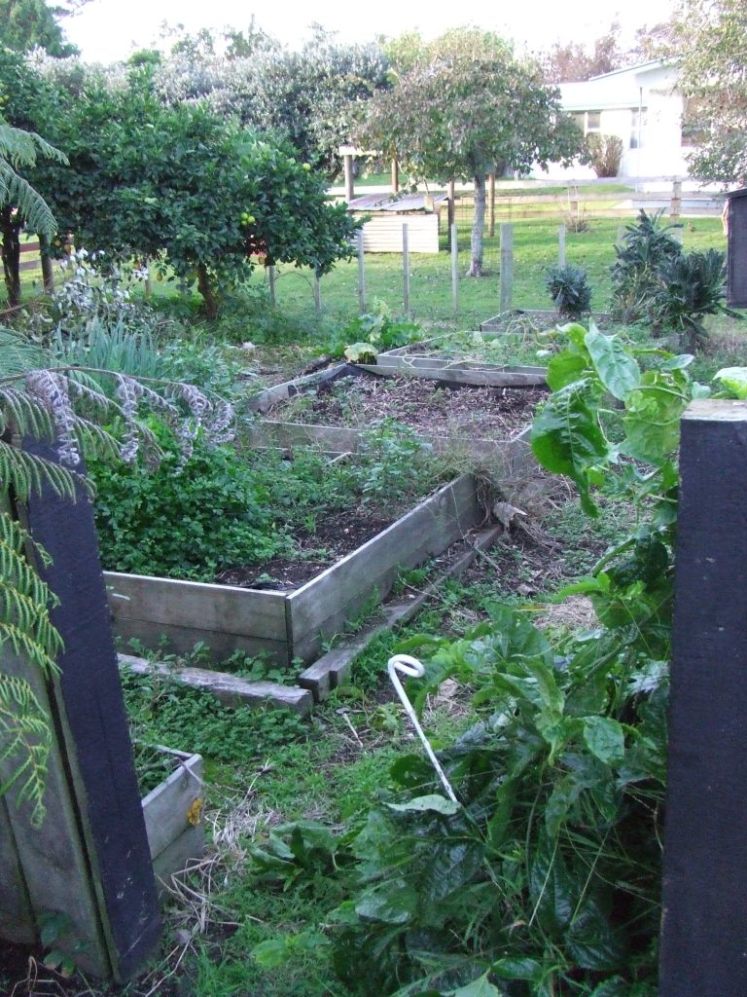 Vege garden
