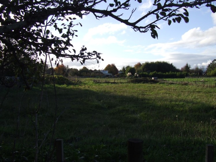 Looking over the back fence