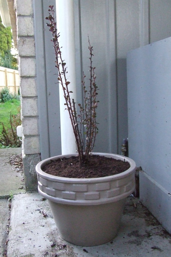 Potted pot
