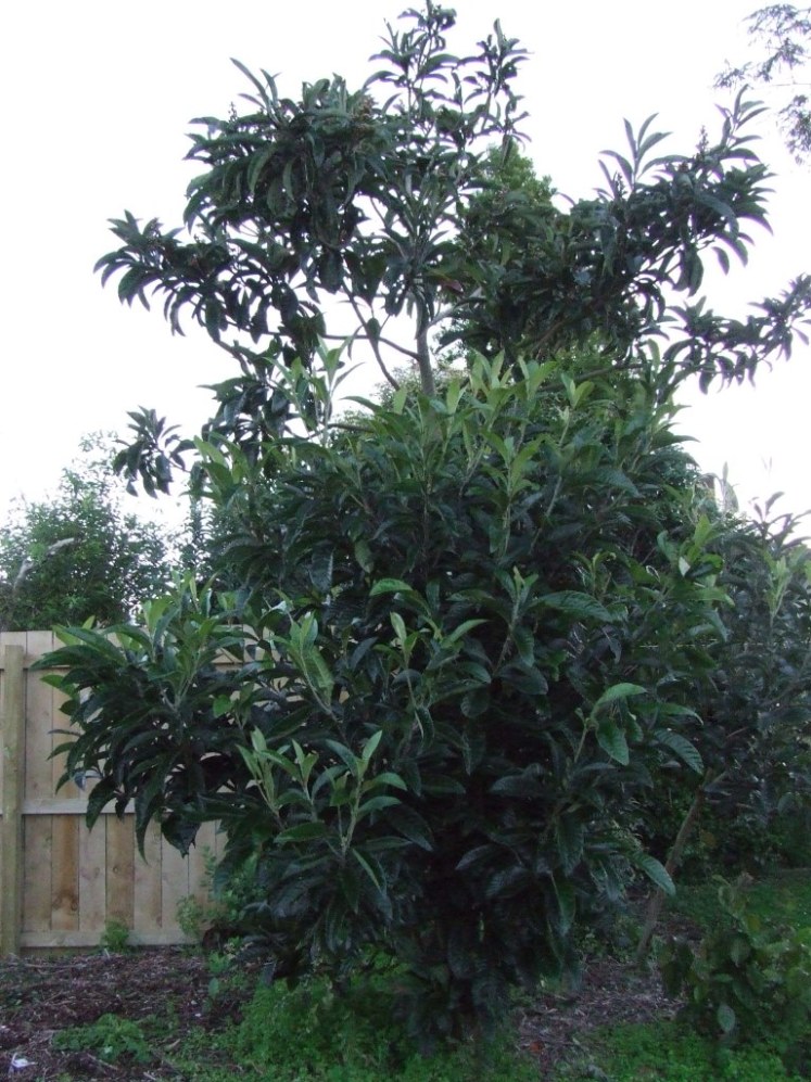 Loquat tree