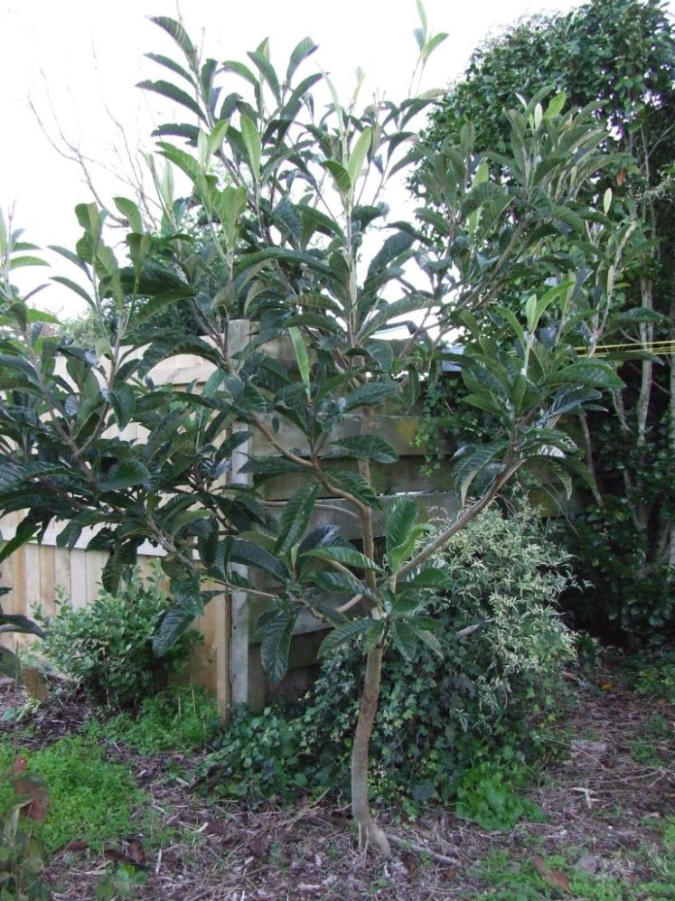 Another loquat tree