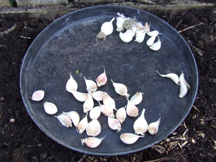 Garlic clove sorting