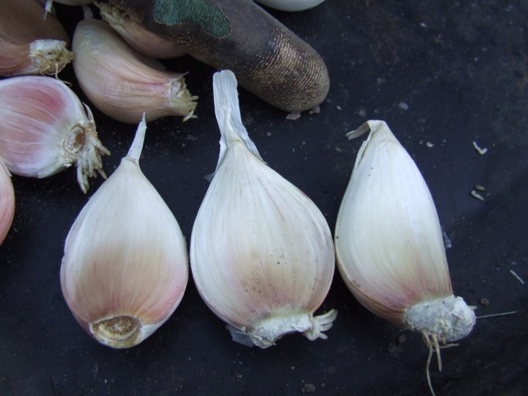 Garlic cloves