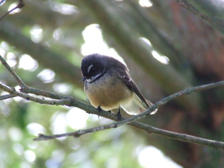 Fantail