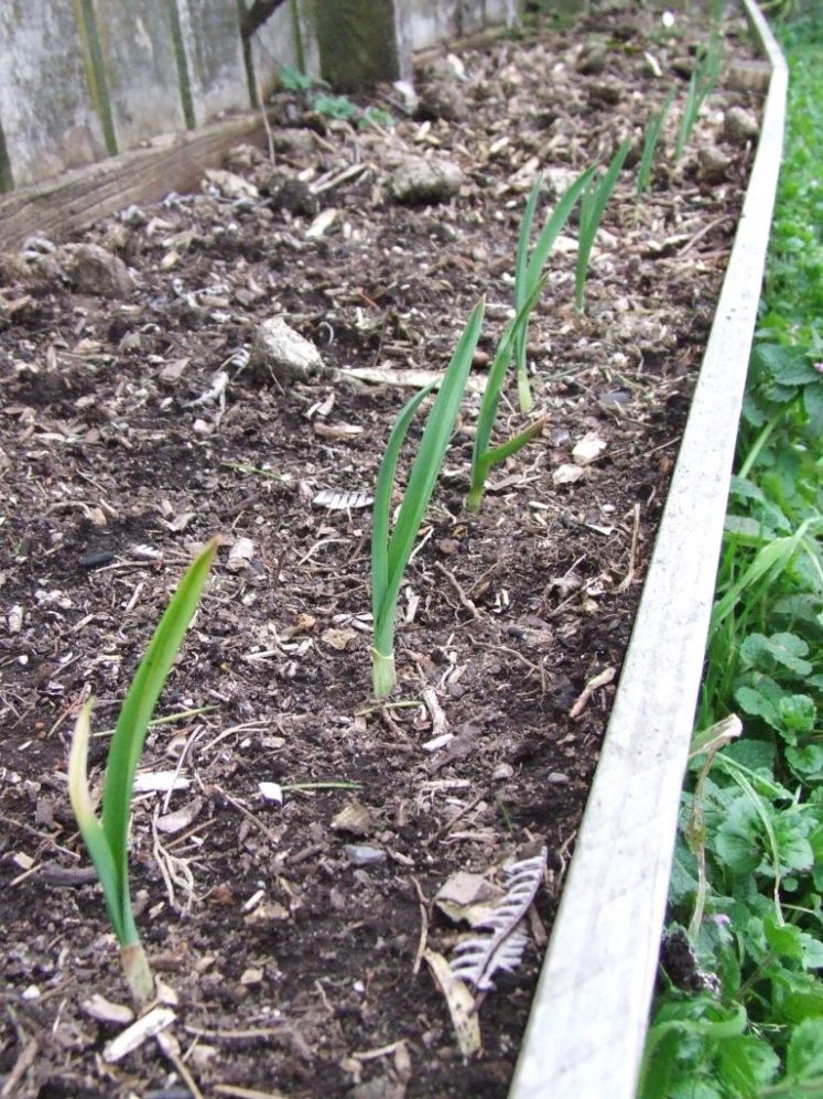 Garlic shoots