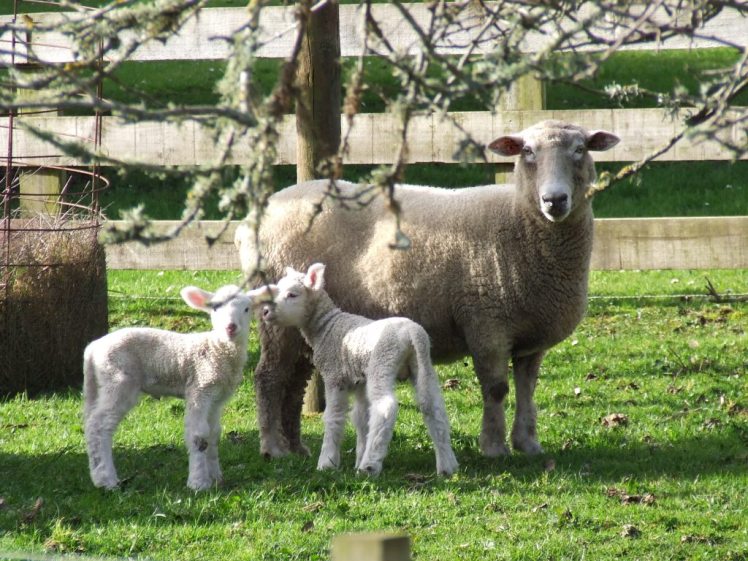 Lambs