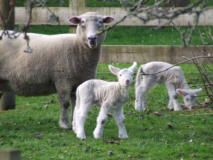 Lambs
