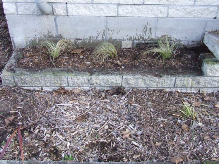Carex comans 'Frosted Curls'