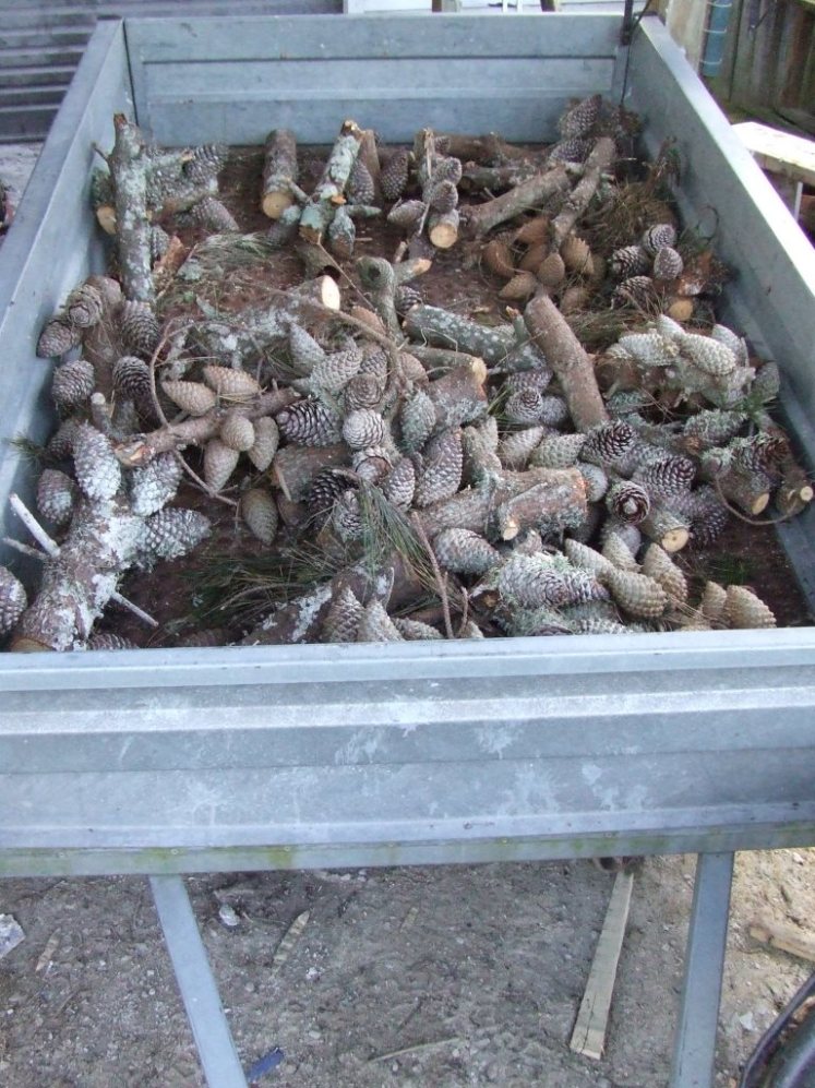 Pinecones for kindling