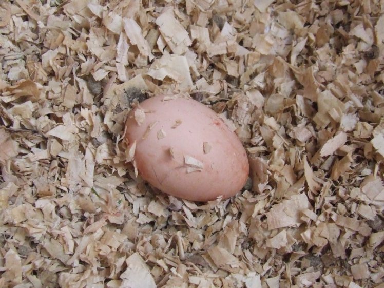 The first egg