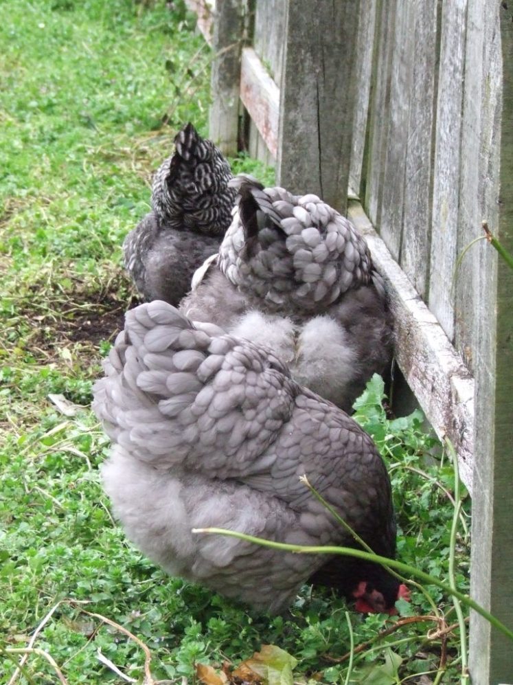 Heads down, fluffy bums up