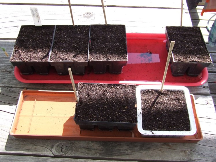 Seedling trays