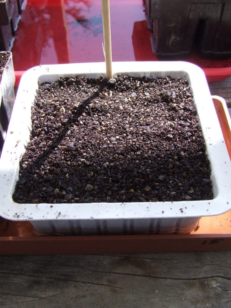 Seed tray