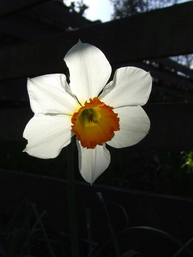 Daffodil