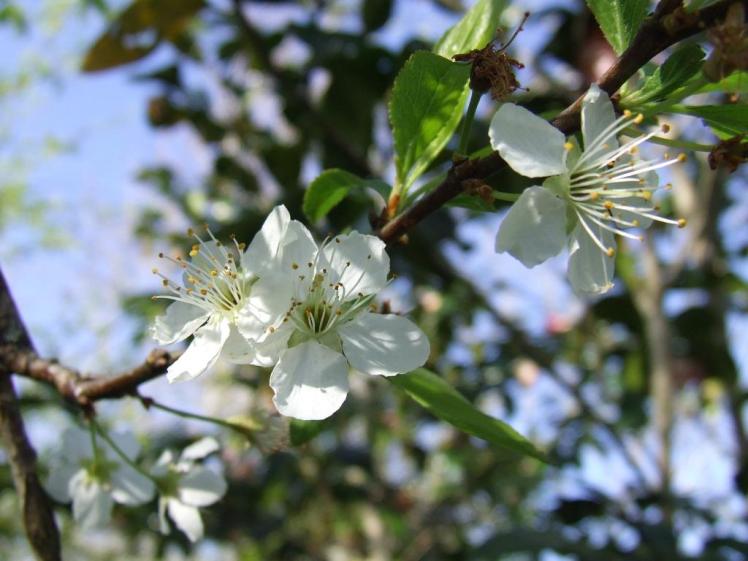 The squished fruit tree