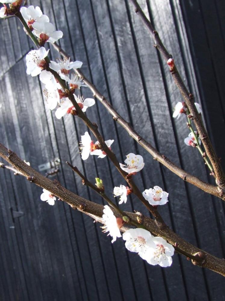 The hard-pruned fruit tree