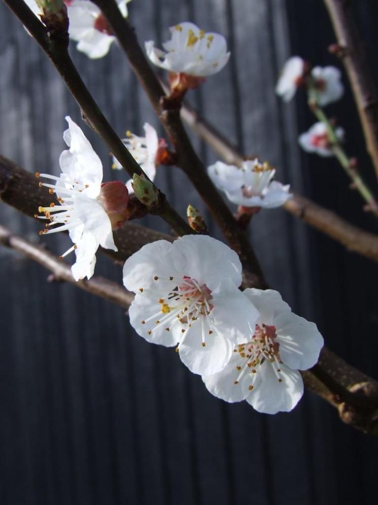 The hard-pruned fruit tree flowers